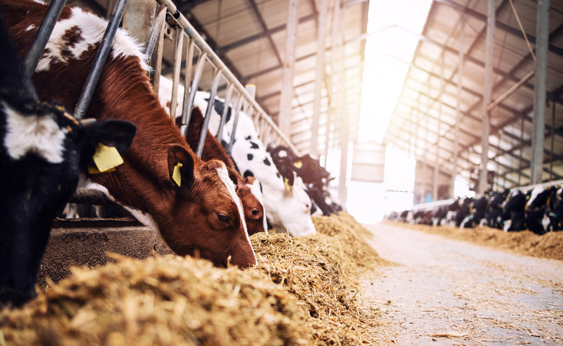 Grant Helps Start Sustainable Beef Project