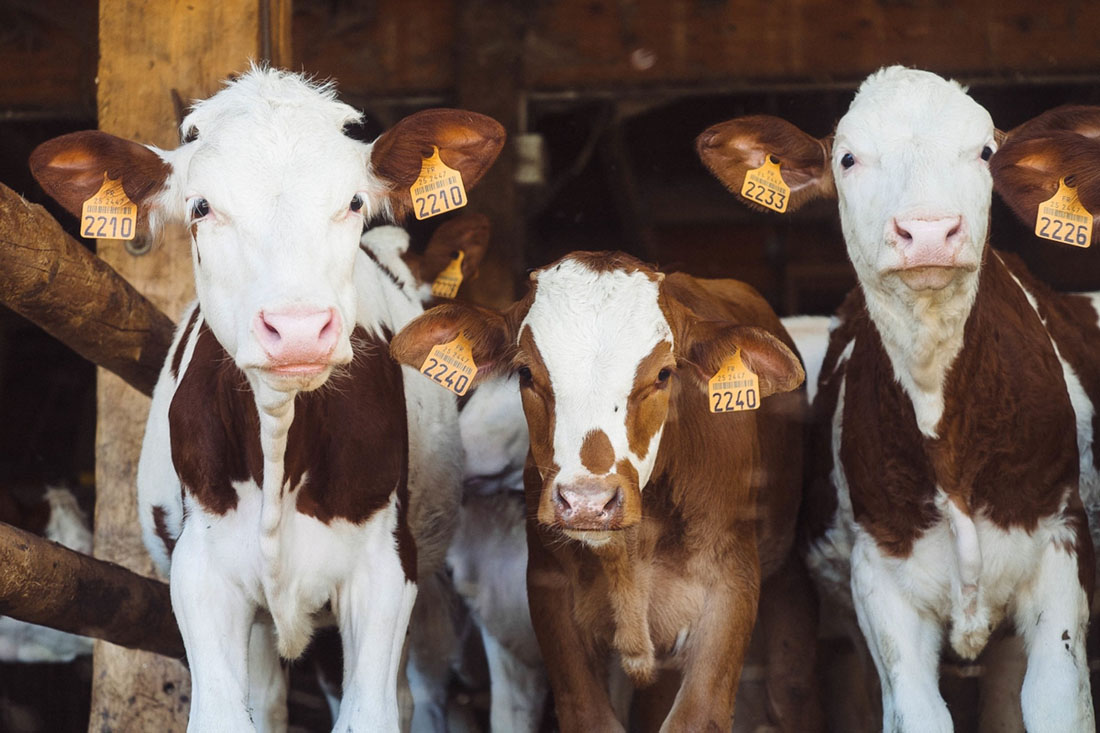 Green Tech Co. Partners on North Dakota Sustainable Beef Project