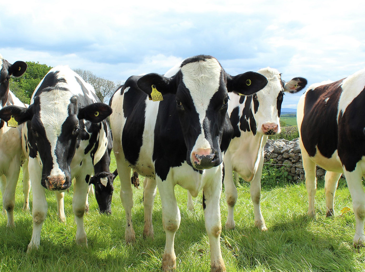 Green Tech Co., Feed Co. Team Up for Sustainable Beef