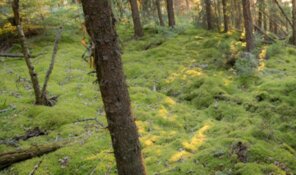 Explorer Strikes Broad Gold Zones in Ontario