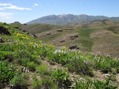 Gold Developer Finds Excellent Economics at Aura Project in Nevada