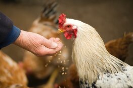 Animal Feed Company Evaluating Strategic Alternatives
