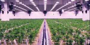 Cannabis Producer Moves to the TSX as Analyst Flags Major Expansion Potential