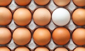 Pasture-Raised Egg Producer Posts Record Q4 Revenue